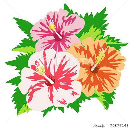 珍しい色のハイビスカスの花と葉のイラストのイラスト素材 [79377143