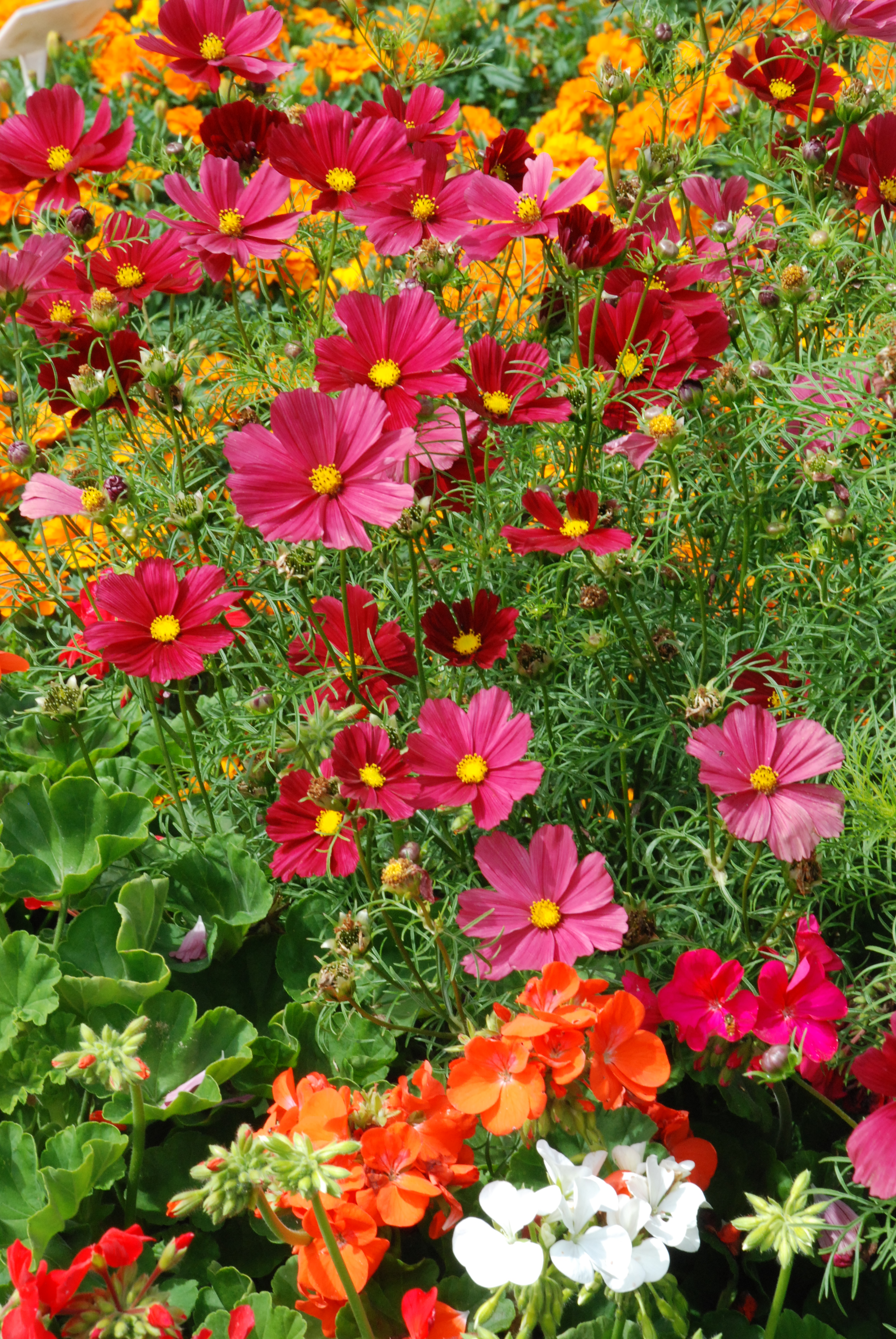 Amazing annuals: Cosmos | The Biking Gardener
