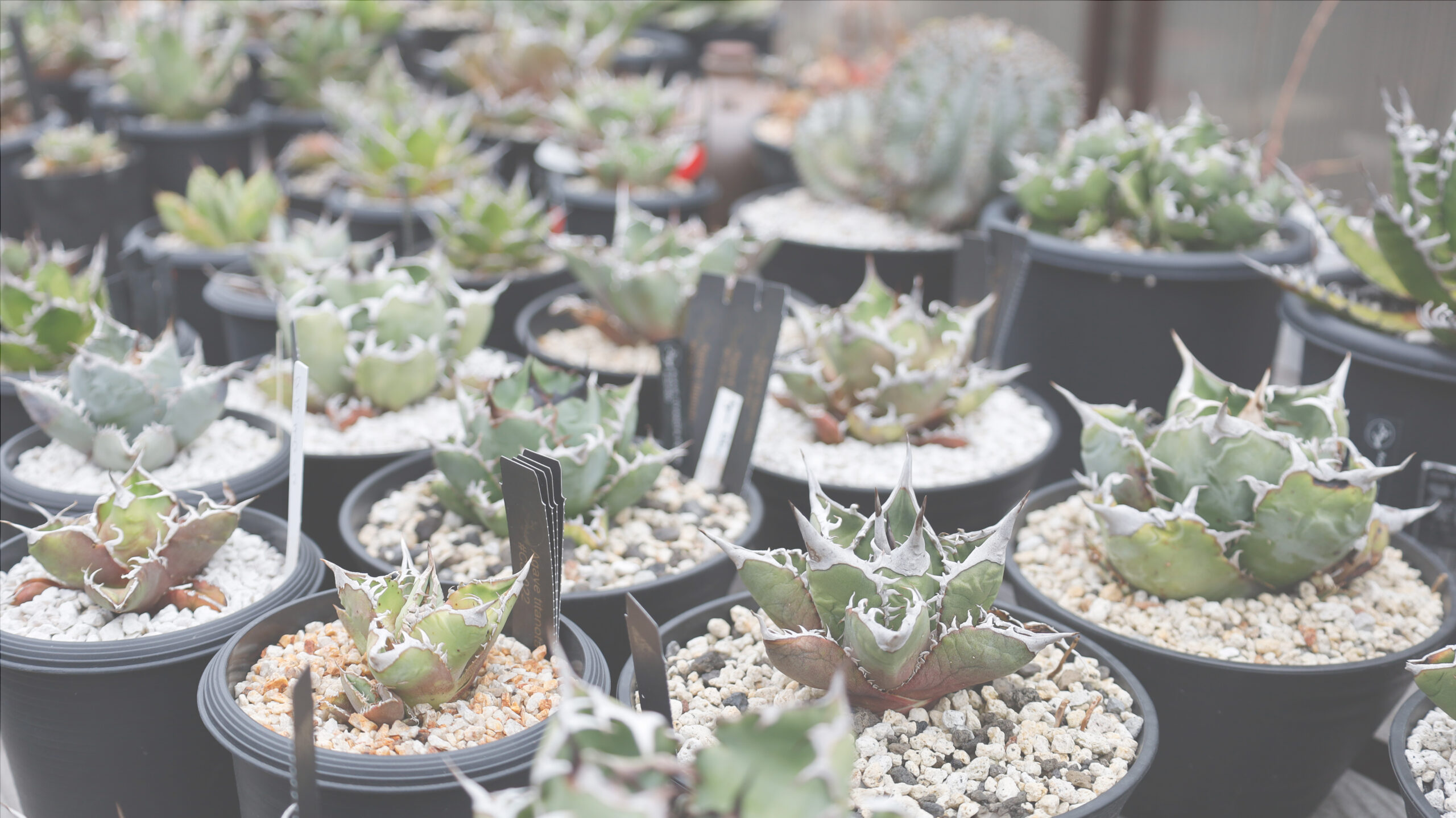 アガベ チタノタの発根方法＆親株に仕立て上げるまでの育成方法│THE