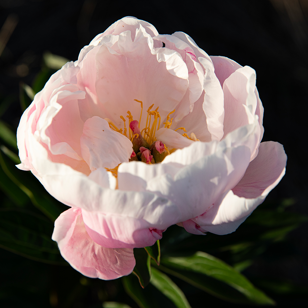 Peony Print--Open Pink 5