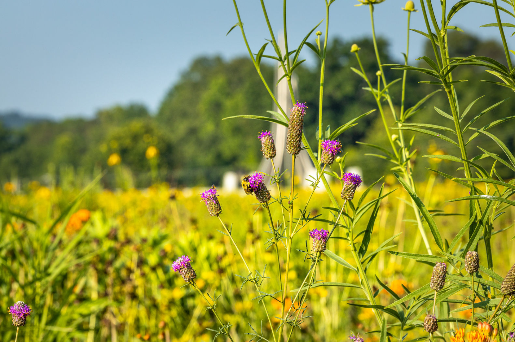Attractions - Wildflower Meadow - The Pearl at Aspire