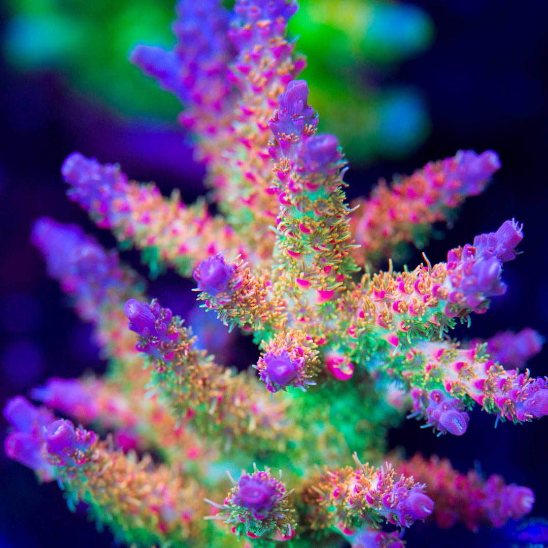 TSA Princess Peach – Thirstysreef