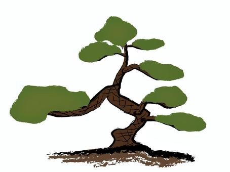 松の木のイラストイラスト｜無料イラスト・フリー素材なら「イラストAC」