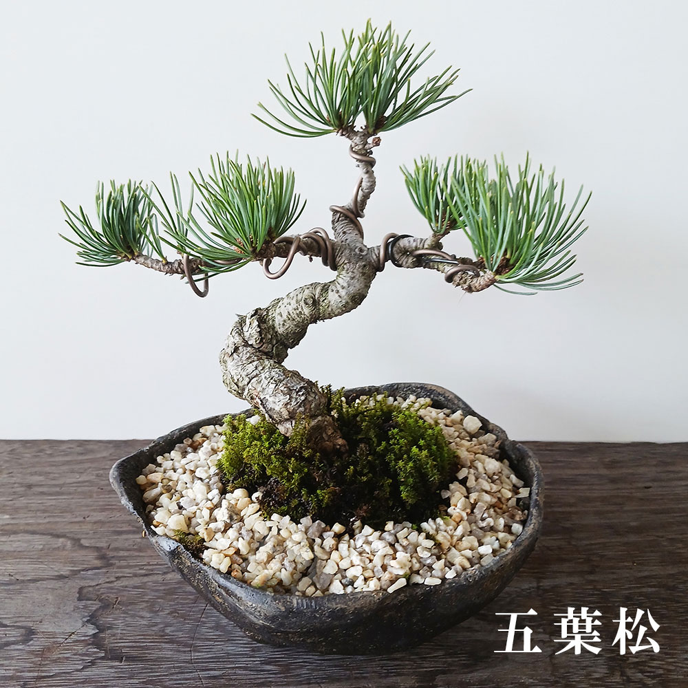 楽天市場】八房 松（花・ガーデン・DIY）の通販