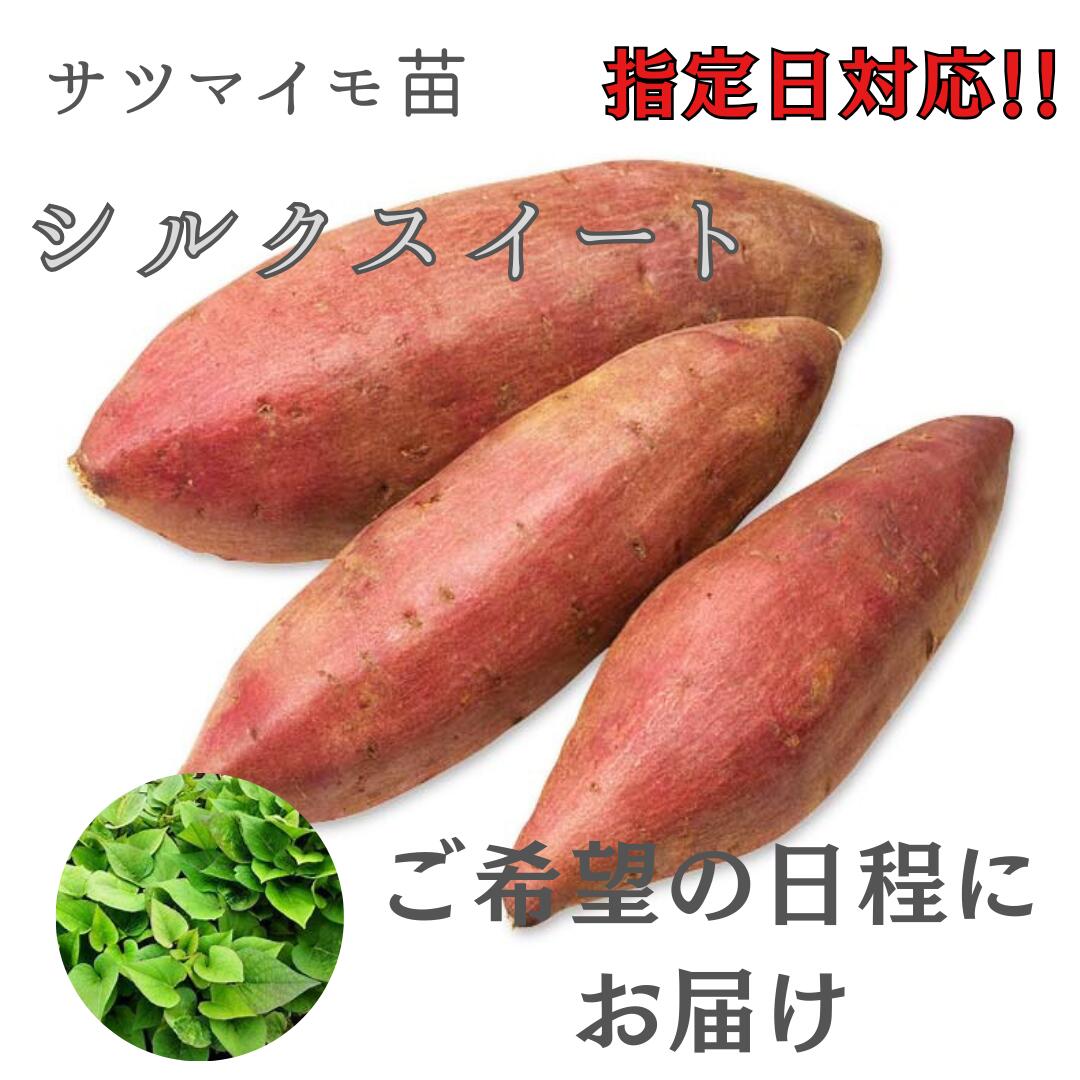 楽天市場】シルクスイート 苗の通販