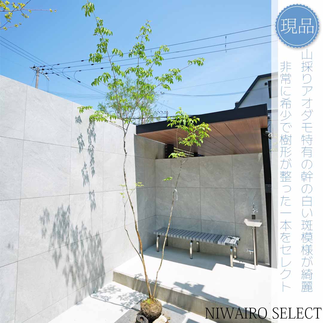 楽天市場】山採り アオダモの通販