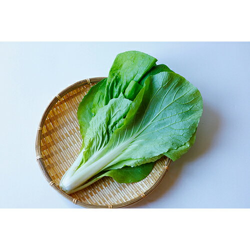 サントウサイ 種 【 灼熱サラダ菜っぱ 】 2dl ( サントウサイの種