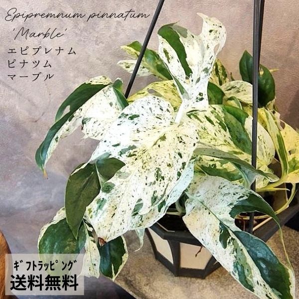 楽天市場】エピプレナムの通販