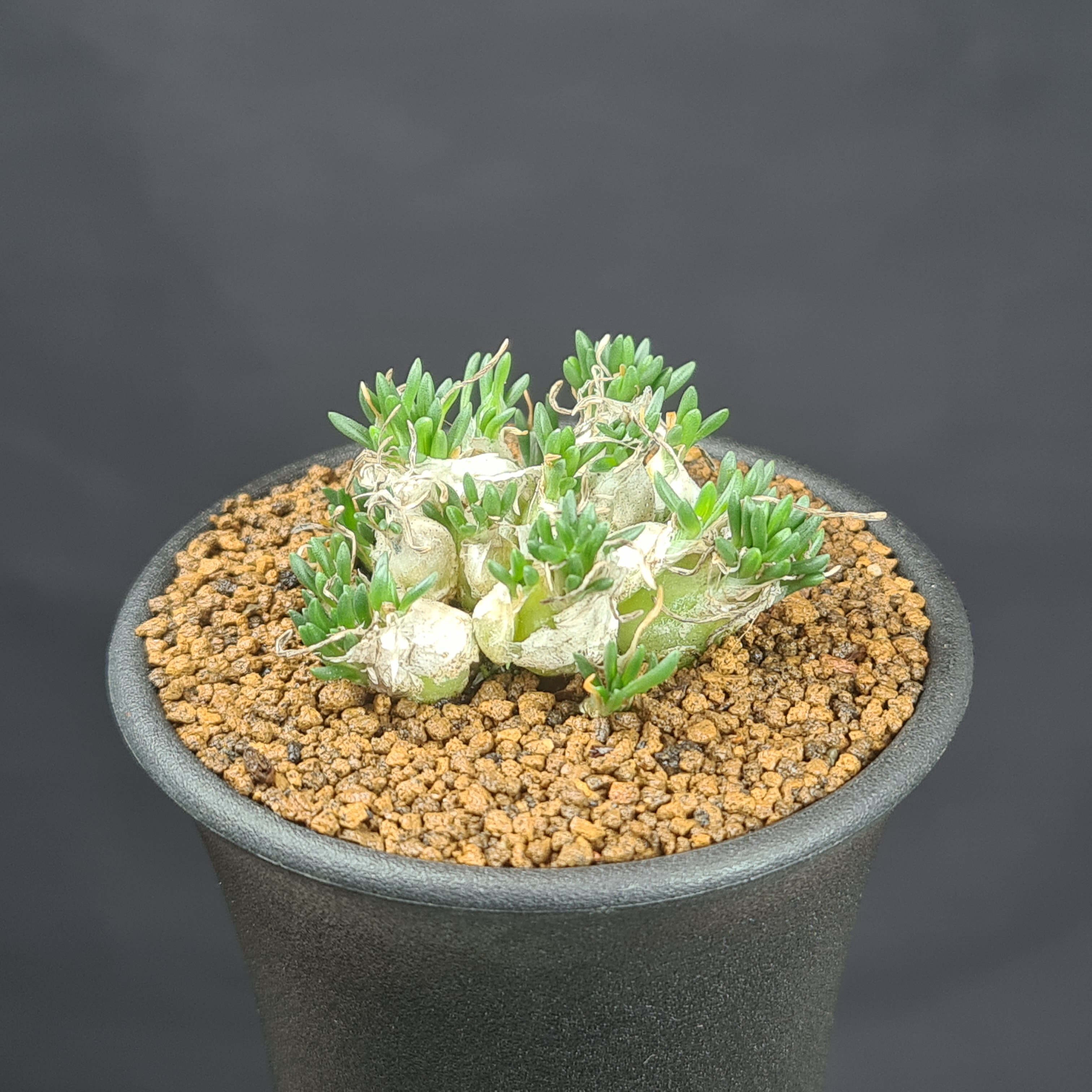 楽天市場】ケープバルブ（観葉植物｜花・観葉植物）：花・ガーデン