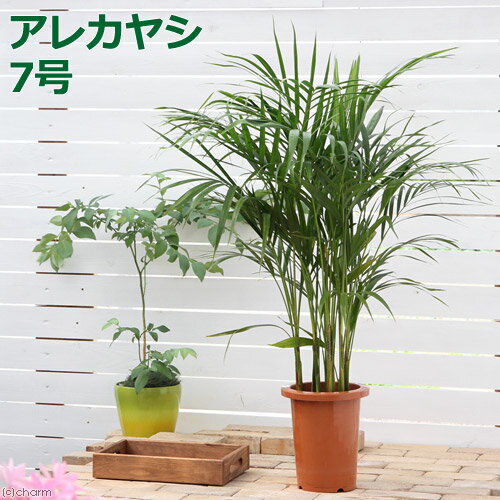 楽天市場】ココヤシ7号の通販