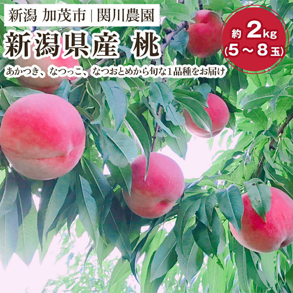楽天市場】桃 7月下旬の通販