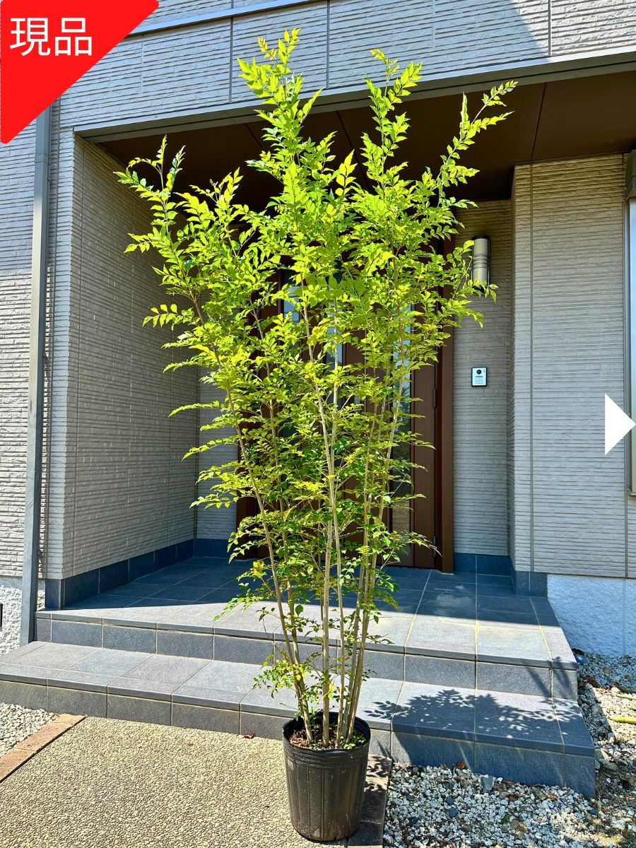 楽天市場】シマトネリコ 株立ちの通販