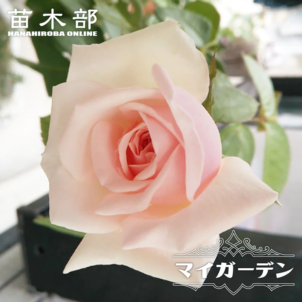 楽天市場】バラ 超 強 香の通販