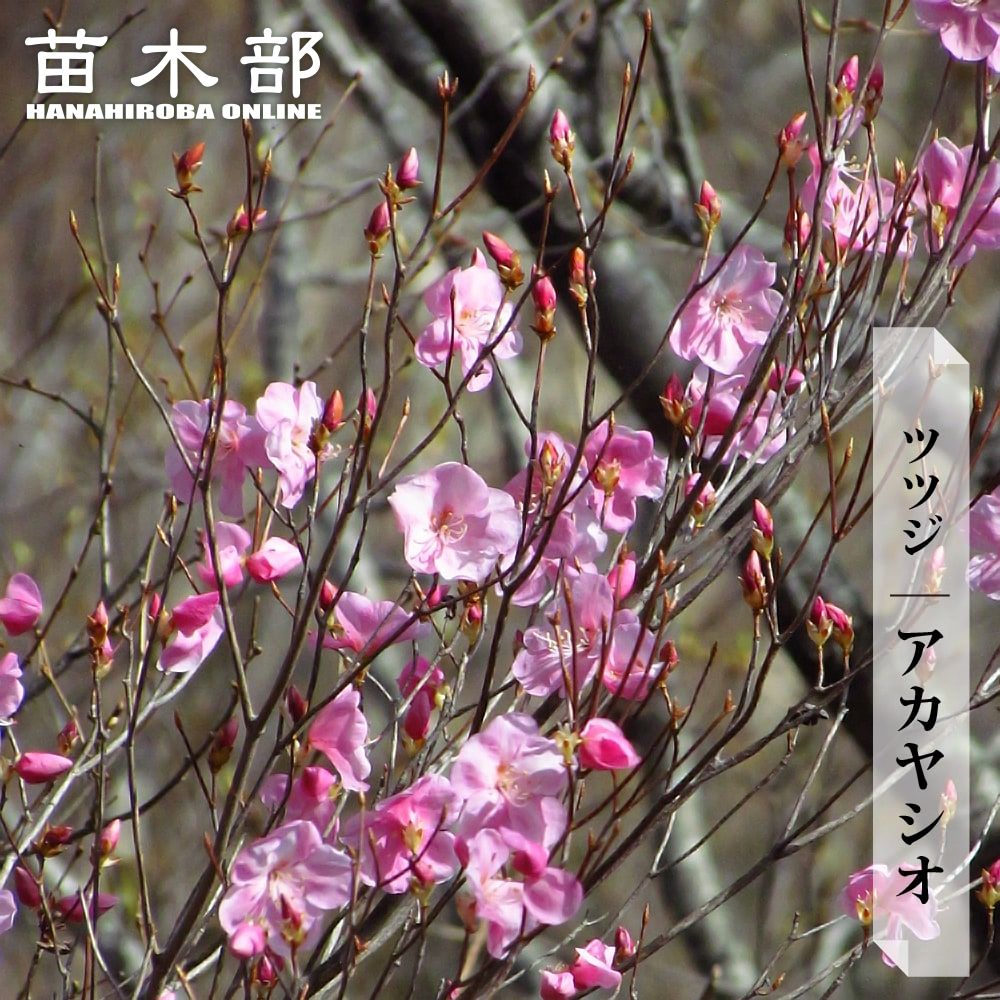 楽天市場】アカヤシオツツジの通販