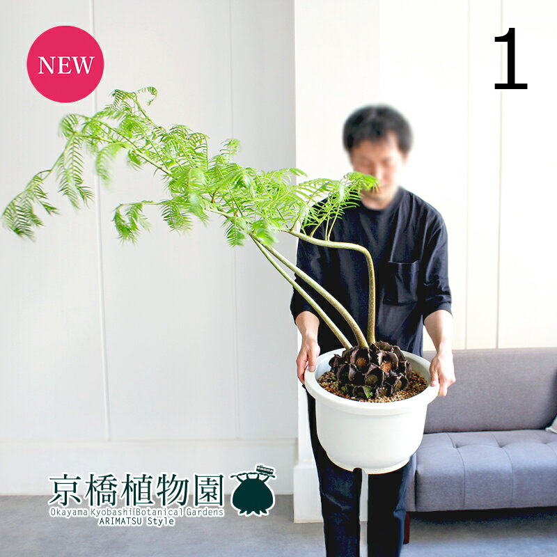 楽天市場】観葉植物 リュウビンタイの通販