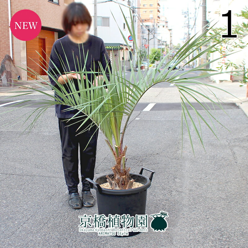 楽天市場】ココスヤシ（観葉植物｜花・観葉植物）：花・ガーデン・DIY