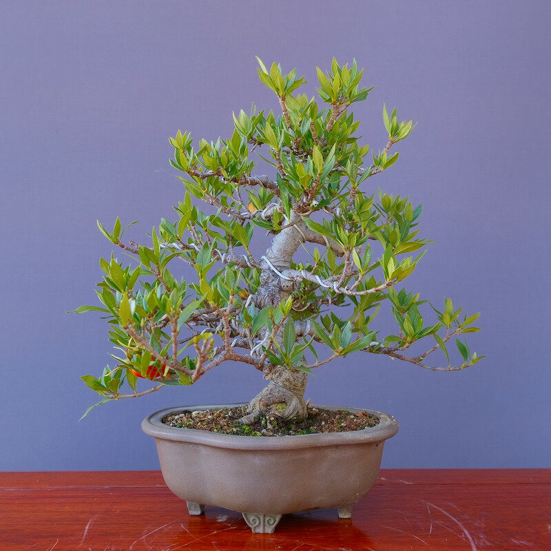 楽天市場】盆栽（種類（植物）クロマツ（黒松）,アカマツ（赤松