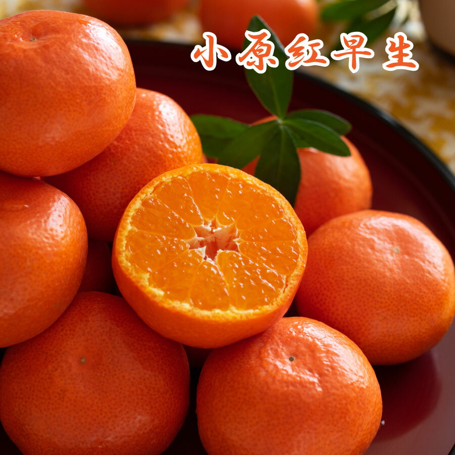 楽天市場】小原紅早生の通販