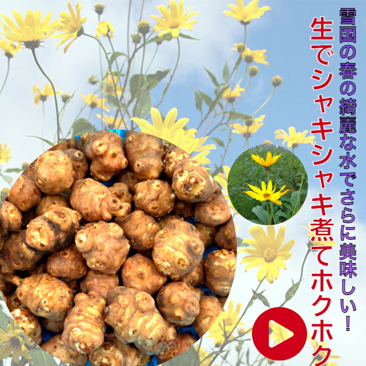 楽天市場】菊芋 の 種芋の通販