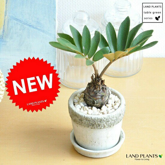 楽天市場】観葉植物 ザミアプミラ メキシコソテツ（花・ガーデン・DIY