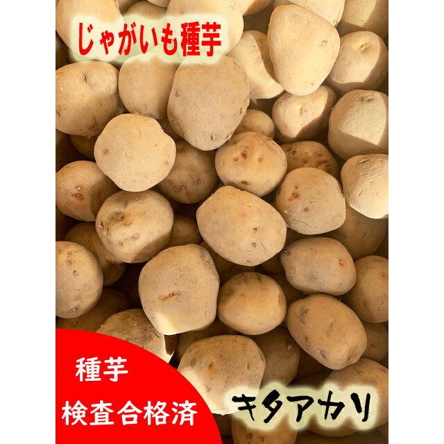 種じゃがいも 種馬鈴薯 4種馬鈴薯 ➅ 大きめ 楽天市場】種類