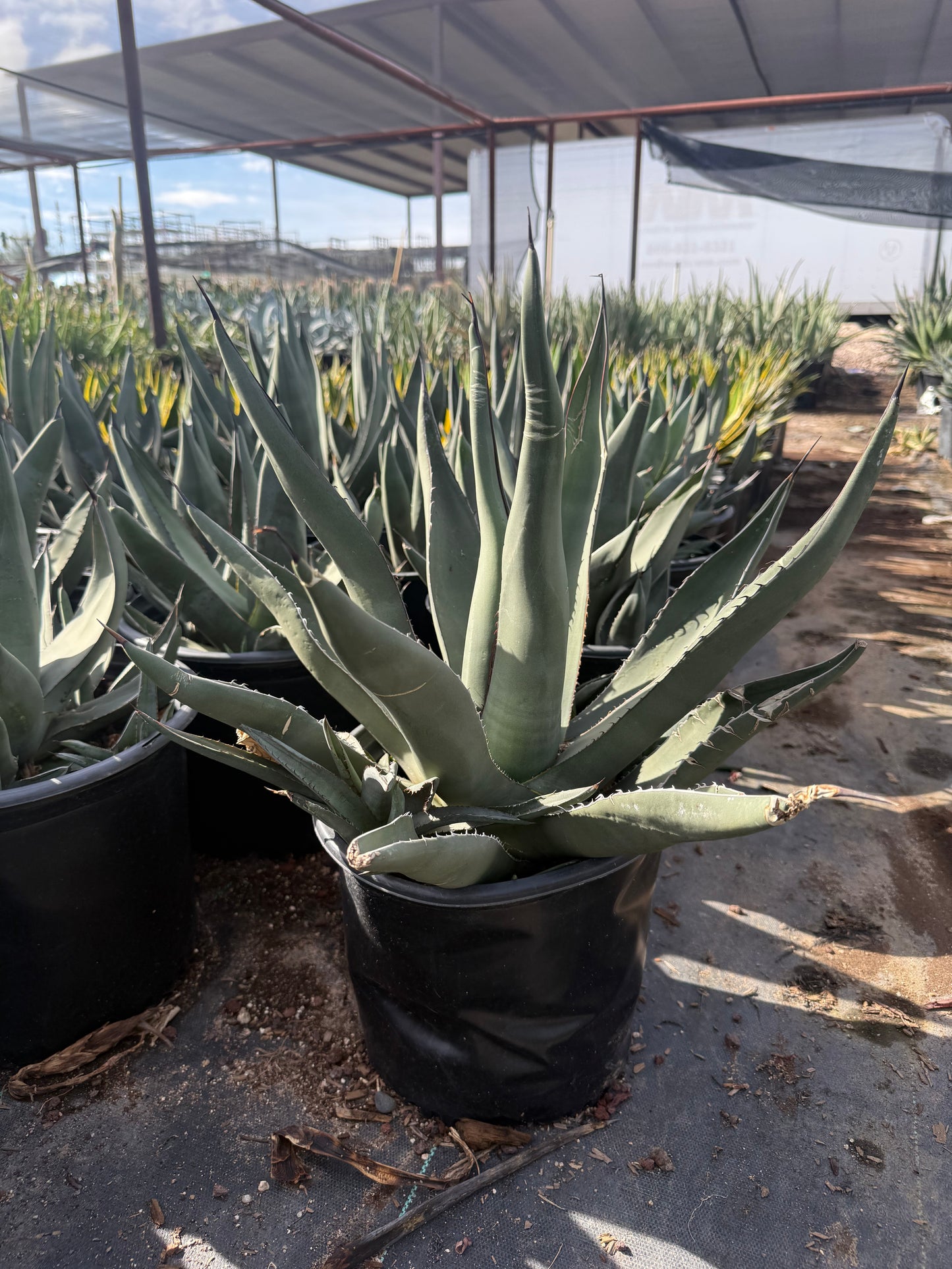 Sharkskin Agave – Three Timbers Landscape Materials