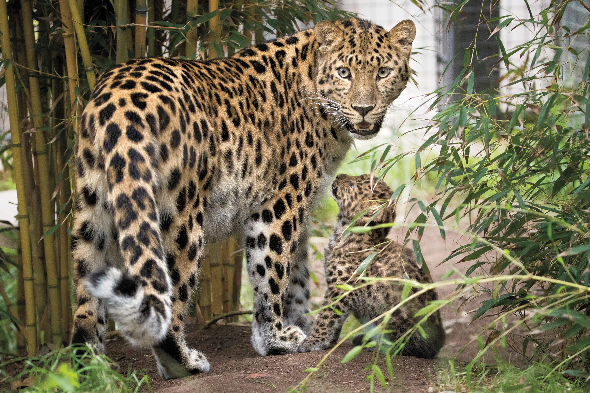 Leaping Leopards! | San Diego Zoo 100