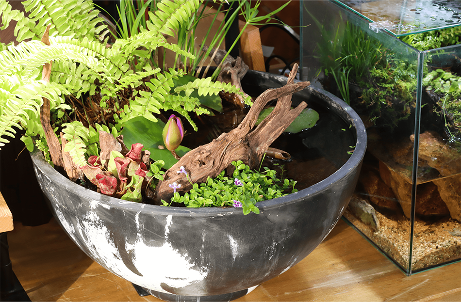 ナチュラルホーンウッド-76 | 杜若園芸WEBショップ｜水草の生産販売