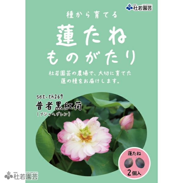 5袋までメール便対応】蓮たねものがたり-原始蓮（げんしはす）【大型種