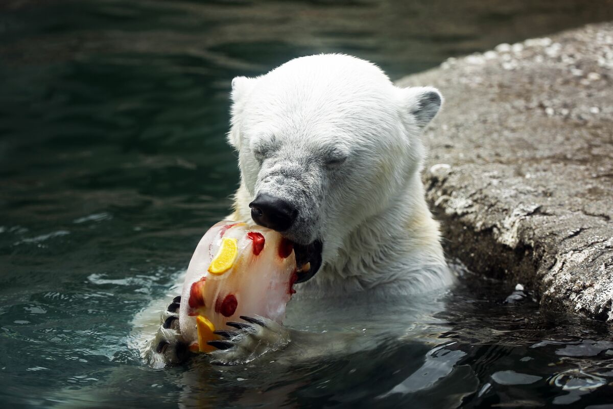 おうちDeとくしま動物園】第10回 ホッキョクグマのポロロ 第2弾