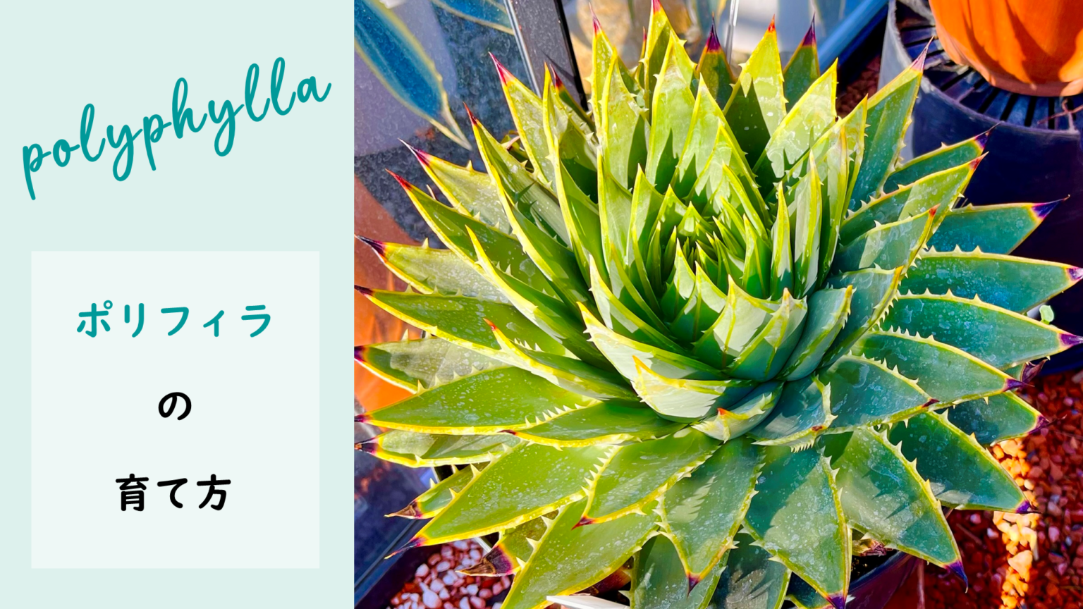 基本の育て方] アロエ ポリフィラを綺麗に育てよう | ToToLifes