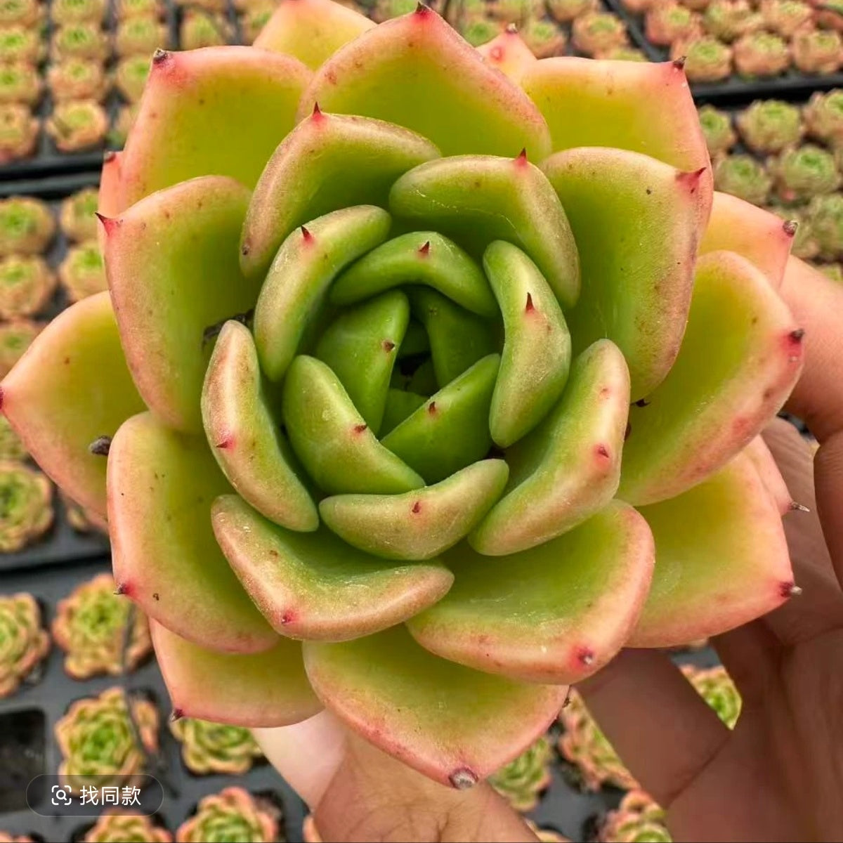 数量限定の新商品 – Top Succulent®
