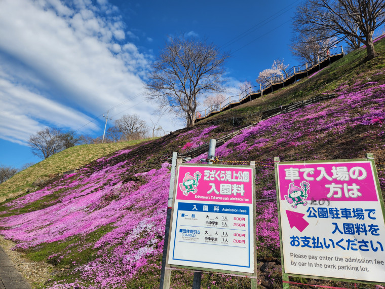 5月8日】芝ざくら4分咲き、ツツジも見頃です。｜北海道滝上町