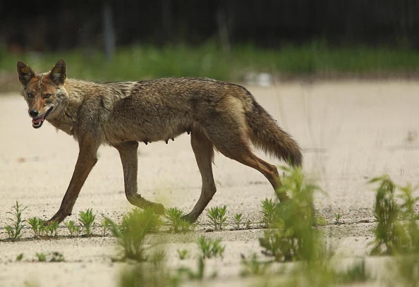 IL Aldi Aisle Surprise: Cops Have a Wild Faceoff With A Coyote