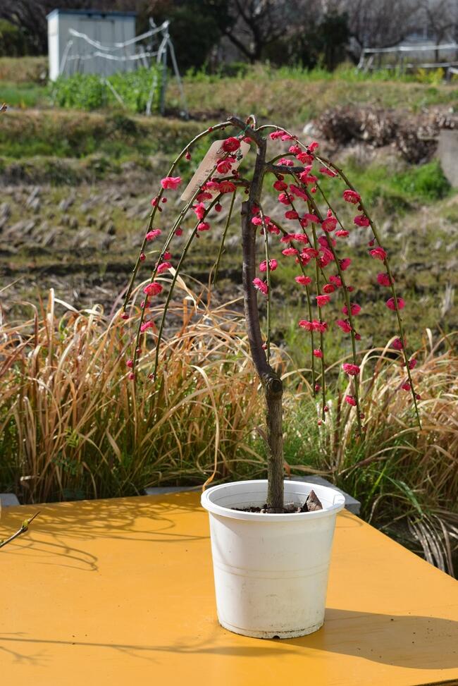 しだれ梅 盆栽 植木」の人気商品一覧 | 安い商品を通販サイトから探す