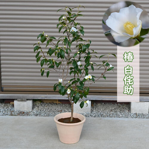 楽天市場】白侘助 椿 鉢植え 一重咲き 小輪 茶花 一輪挿し : 園芸