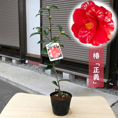 楽天市場】2026年開花苗 椿 正義 苗木 まさよし 八重咲き 蓮華咲き