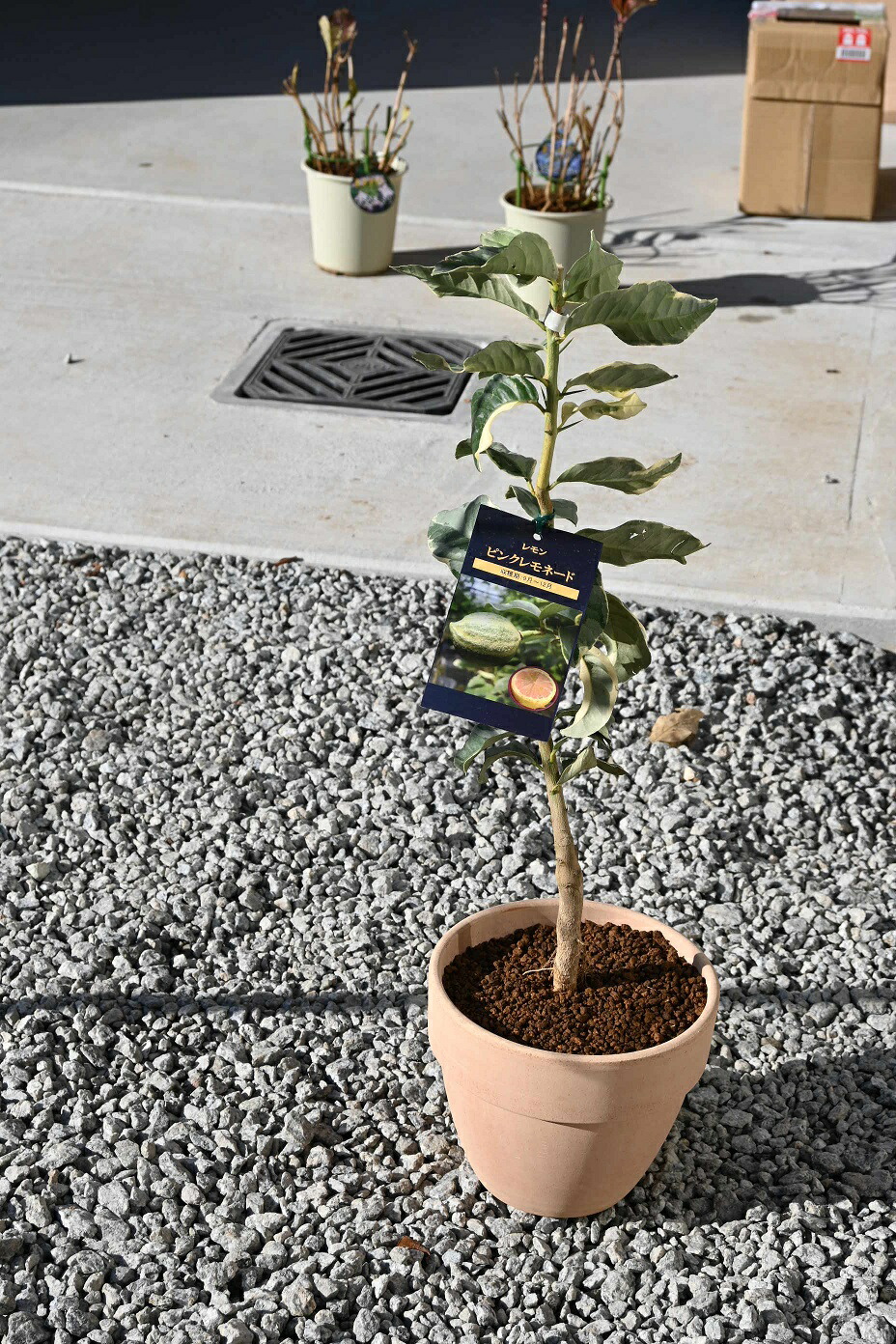 楽天市場】2025年お奨めのレモン鉢植え育てるレモン ピンクレモネード
