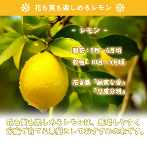 楽天市場】レモン2026年4月～6月に開花後実のなるレモン1本で実が
