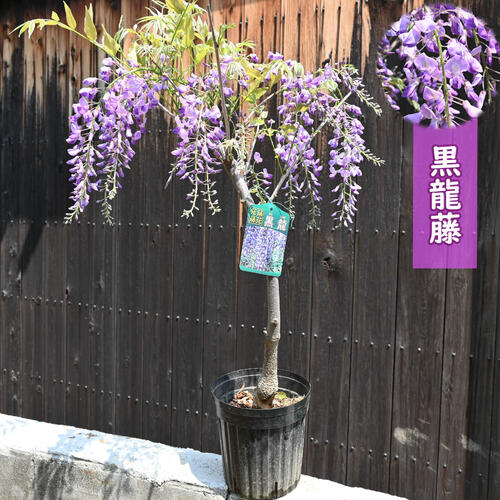 楽天市場】2026年4月～5月に開花の藤苗 黒龍藤 一重 フジ 6月以降のお