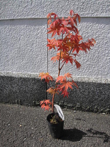 楽天市場】大盃紅葉苗 【もみじ】 【モミジ苗】【紅葉】 : 園芸百貨店