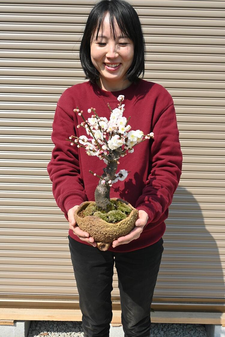 メルモ☆彡ユキエ 梅 咲き分け 5号鉢つき う メルモ☆彡ユキエ 梅