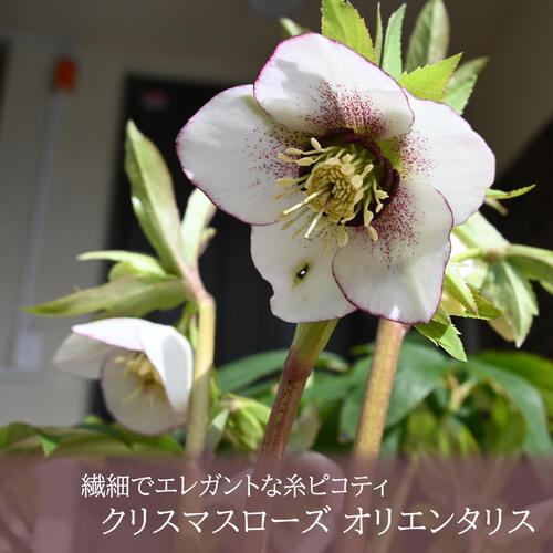 楽天市場】※現品をお届けします【2024年2月下旬 開花中】クリスマス