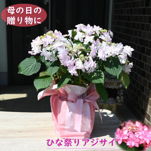 楽天市場】【剪定後のお届けとなります】お誕生日の贈り物に 2025年 母