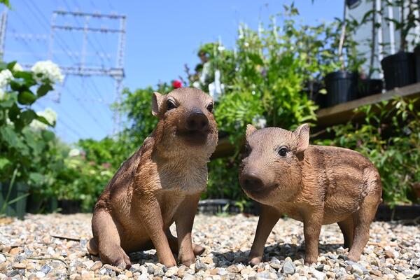 楽天市場】うりぼう イノシシ 2個セット置物 かわいい置物 猪の置物