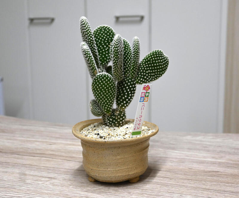 楽天市場】サボテン バニーカクタス 鉢植え オプンチア族 多肉植物