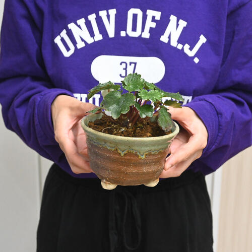 楽天市場】2026年10月開花 大文字草 赤輪 鉢植え ダイモンジソウ 山