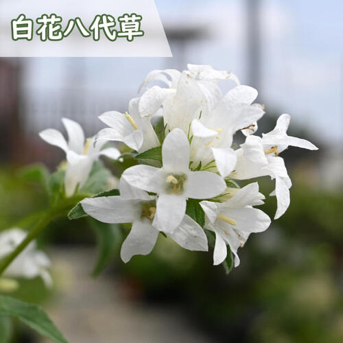 楽天市場】2026年6月下旬開花 白花八代草 ポット苗 山野草 多年草
