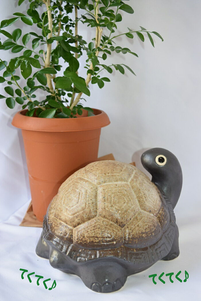 楽天市場】【開運を呼ぶ 亀さん】かめ 置物 インテリア かわいい 風水