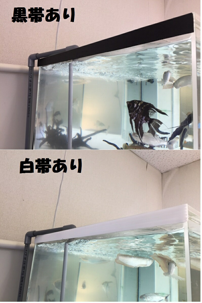 楽天市場】150×60×60アクリル水槽（10t） : 熱帯魚のmishima 楽天市場店